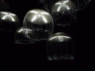 Lampy ako medúzy, zdroj: basykes/flickr.com