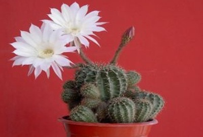 Izbové kvety sú dôležité - patria medzi ne aj kaktusy!